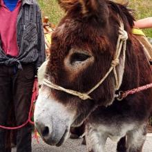 Esel-Trekking im Naturpark Gantrisch am 25.09.2024