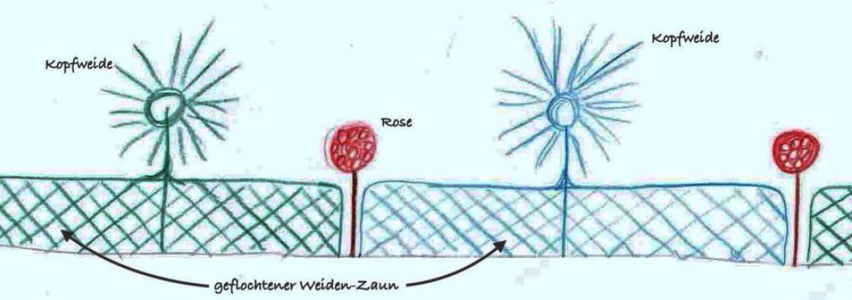 Skizze des neuen lebenden Weiden-Zauns