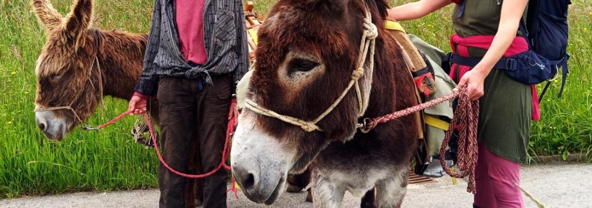 Esel-Trekking im Naturpark Gantrisch am 25.09.2024