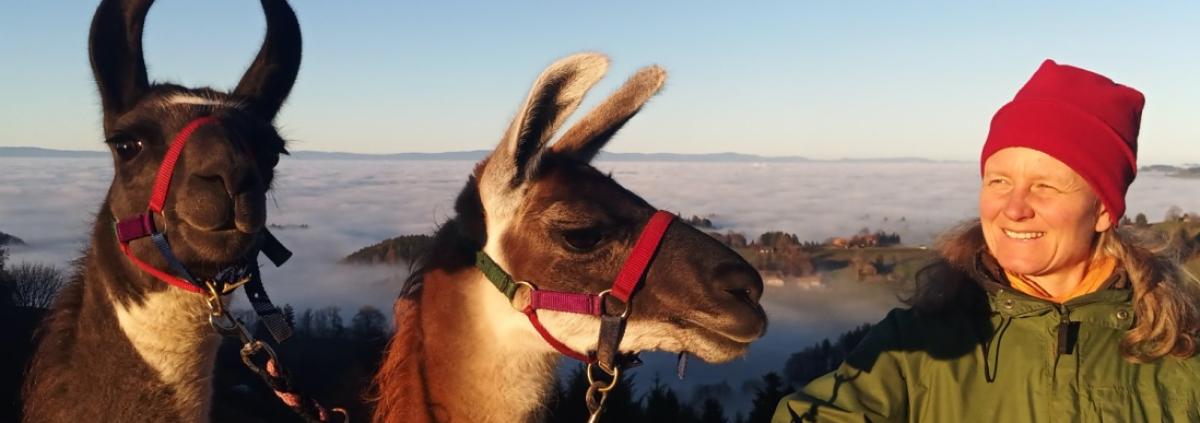 Lamatrekking im Naturpark Gantrisch