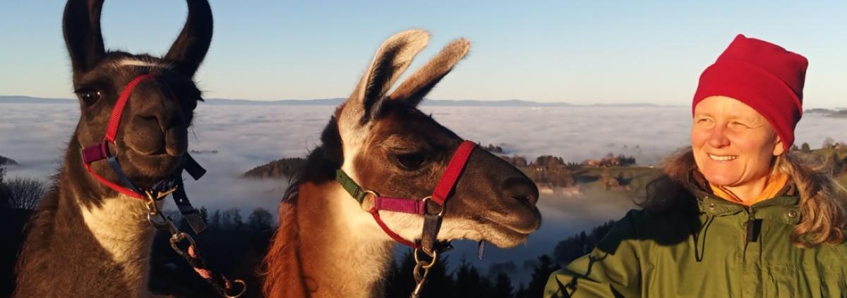 Lamatrekkings im Naturpark Gantrisch